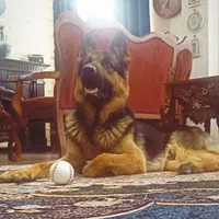 سگ ژرمن گمشده|حیوانات|اهواز, کوروش|دیوار