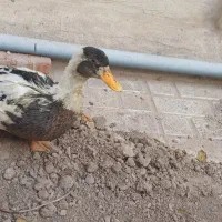 اردک بالغ ۱۰ ماهه|حیوانات مزرعه|تهران, آهنگران (سراسیاب دولاب)|دیوار