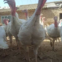 بوقلمون بیوتی گوشتی ارگانیک|حیوانات مزرعه|آق قلا, |دیوار