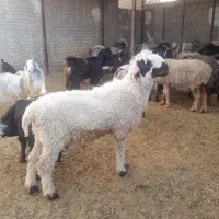 گوسفند زنده|حیوانات مزرعه|شیراز, کفترک|دیوار