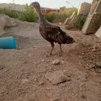 بوقلمون مادر همراه جوجه هاش
