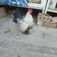 خروس جاپنیز،، مرغ سیبرایت