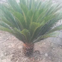 فروش دو عدد سیکاس