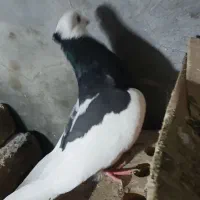 کبوتر|پرنده|مرند, |دیوار