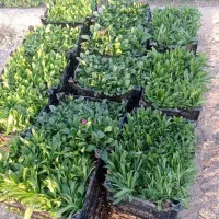 نشا گلهای فصلی رسید