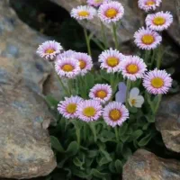 فروش امتیاز گل نرگس