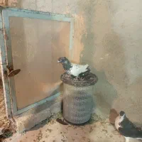 کفتر گرفتنی سده سیاه سینه سیاه دونه ۳۰۰|پرنده|سبزوار, امیر کبیر|دیوار