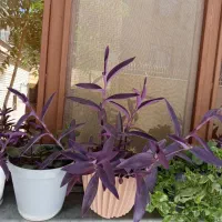 برگ بیدی بنفش