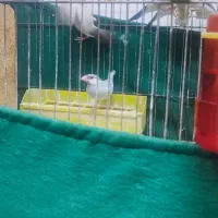 فنج نرگسی سیلور|پرنده|کارون, |دیوار