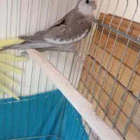 جوجه عروس هلندی 8 ماهه
