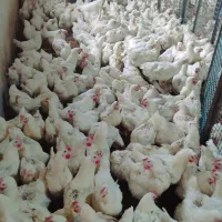 مرغ گوشتی موجوده زنده هرکیلویی350 ارگانیک تخمگذار