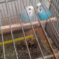 مرغ عشق معاوضه با کبوتر