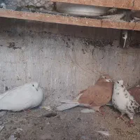 کبوتر|پرنده|اندیشه, اندیشه فاز ۴|دیوار