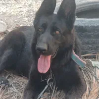 ژرمن بلک ماده