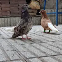 طوقی و دم سفید جفتی خوشگل و خوش استایل