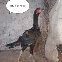 لاری|حیوانات مزرعه|تربت جام, المهدی|دیوار