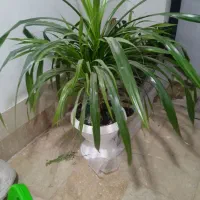 گل بزرگ زیبا