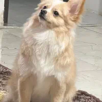 واگذاری سگ پامرین روباهی سگی  فوق العاده شیرین