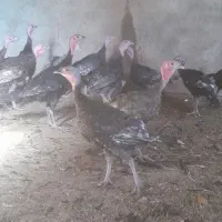 بوقلمون جوجه برنز