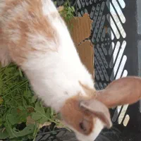 خرگوش ماده|موش و خرگوش|مریوان, |دیوار