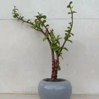 خرفه