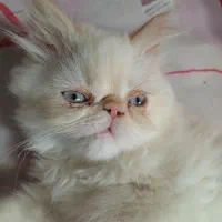 گربه پرشین|گربه|رشت, بیجارپس|دیوار