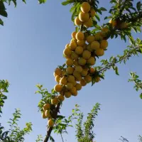 باغ-فروشی-دهستان-حشمت-آباد