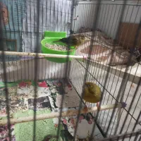 قناری قورولتی کاملا آماده نرووماده