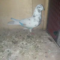 کفتر