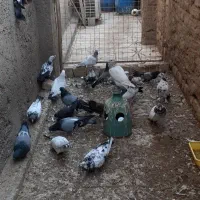 کبوتر|پرنده|منجیل, |دیوار