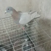 پلاکی|پرنده|شیراز, داریون|دیوار