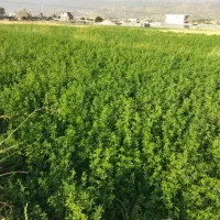 فروش علوفه