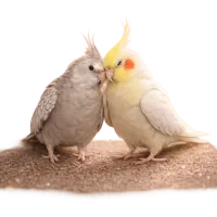 پک تقویت نطفه و آماده‌سازی جفت طوطی‌سانان