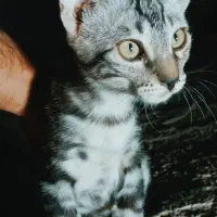 بچه گربه گم شده