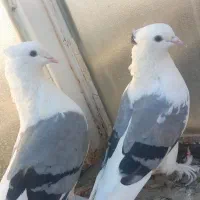کبوتر دوکت سبز پاپر کاکلی