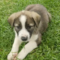 توله سگ قدرجونی ماده فقط ۵۰۰ هزار تومان