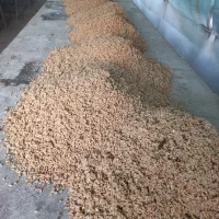 خریدار نارنج و هسته نارنج|خدمات باغبانی و درختکاری|گرگان, |دیوار