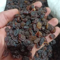 کشمش افتابی درجه یک تمیز