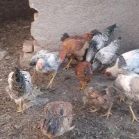 مرغ و خروس تخچه محلی