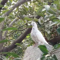 کبوتر