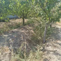 ملک و زمین|فروش زمین و ملک کلنگی|محمدشهر, محمدشهر|دیوار