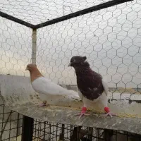 کبوتر|پرنده|شاهین‌شهر, گرگاب|دیوار