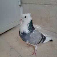 کبوتر.جوجه.