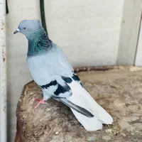 کبوتر عتیقه