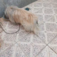 سگ مهربون 6میلیون