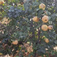 فروش به درجه ۱