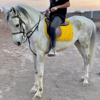 اسب مادیان فروشی|اسب و تجهیزات اسب‌سواری|رفسنجان, |دیوار