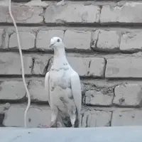 کبوتر ضمانت