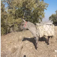 باسلام خدمت شما دوستان عزیز دو راس قاطر جوان اصیل|حیوانات مزرعه|یاسوج, |دیوار