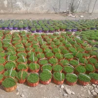 سبزی عید عمده فروشی|گل و گیاه طبیعی|پاکدشت, پارچین|دیوار